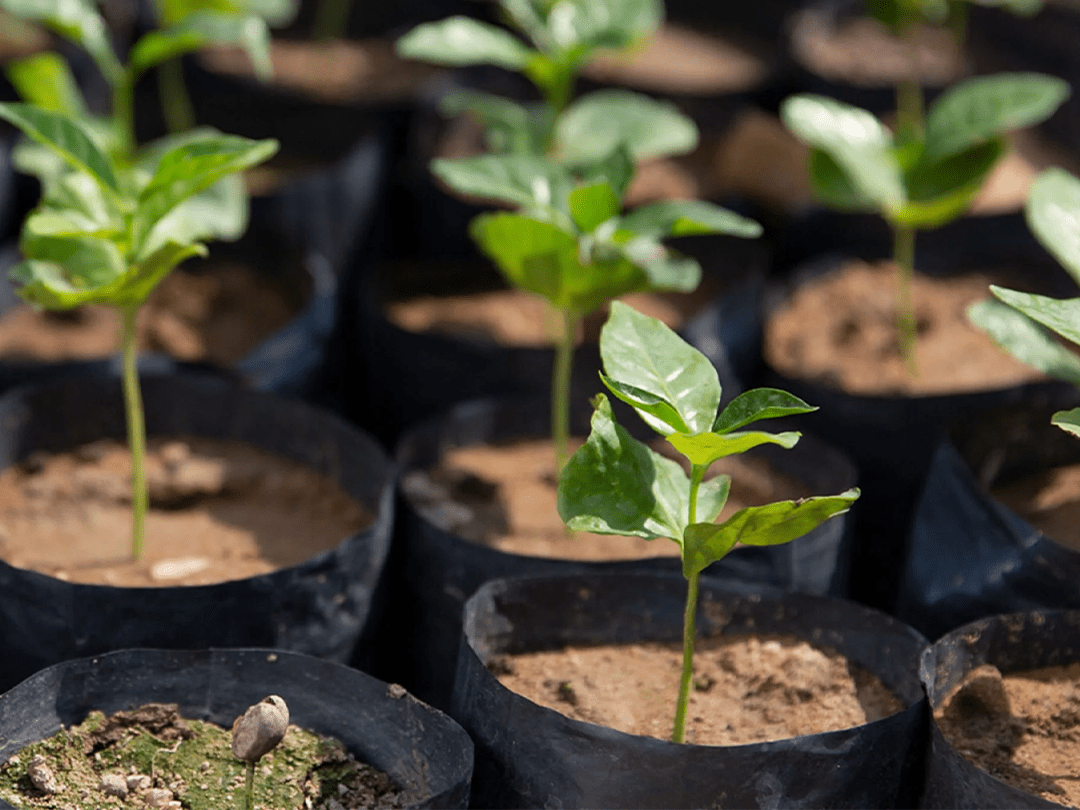 starbucks sustainability
