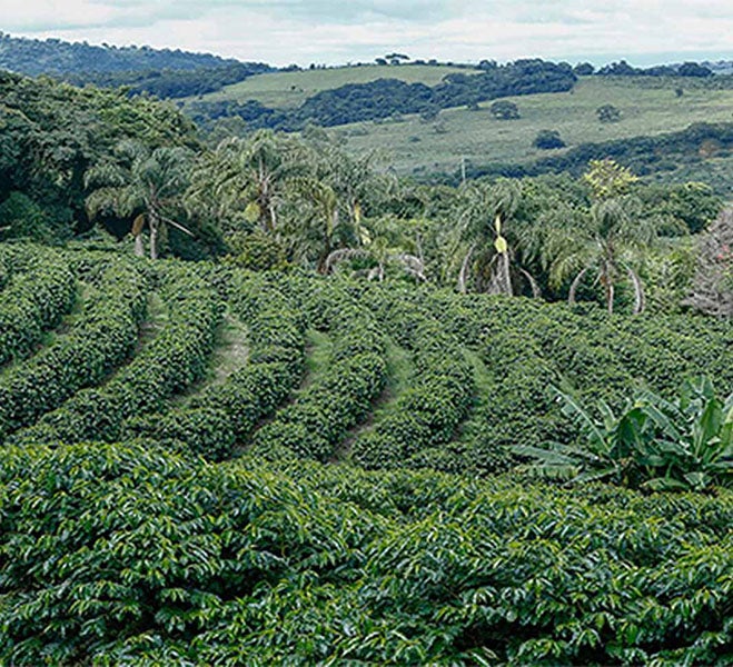 Кавова плантація NESCAFÉ®