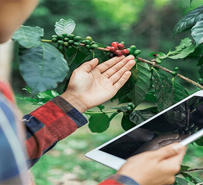 Рука тримає галузку кавових ягід