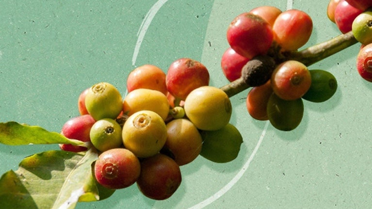 coffee cherries