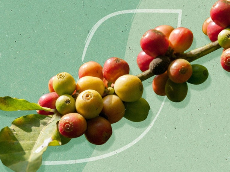 coffee cherries